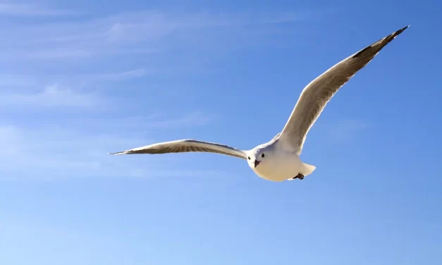 🌅 Resurrection: Eternal Life Beyond the Body and Enlightenment as Being Born Anew | Master Woo Myung | Santa Clara Meditation