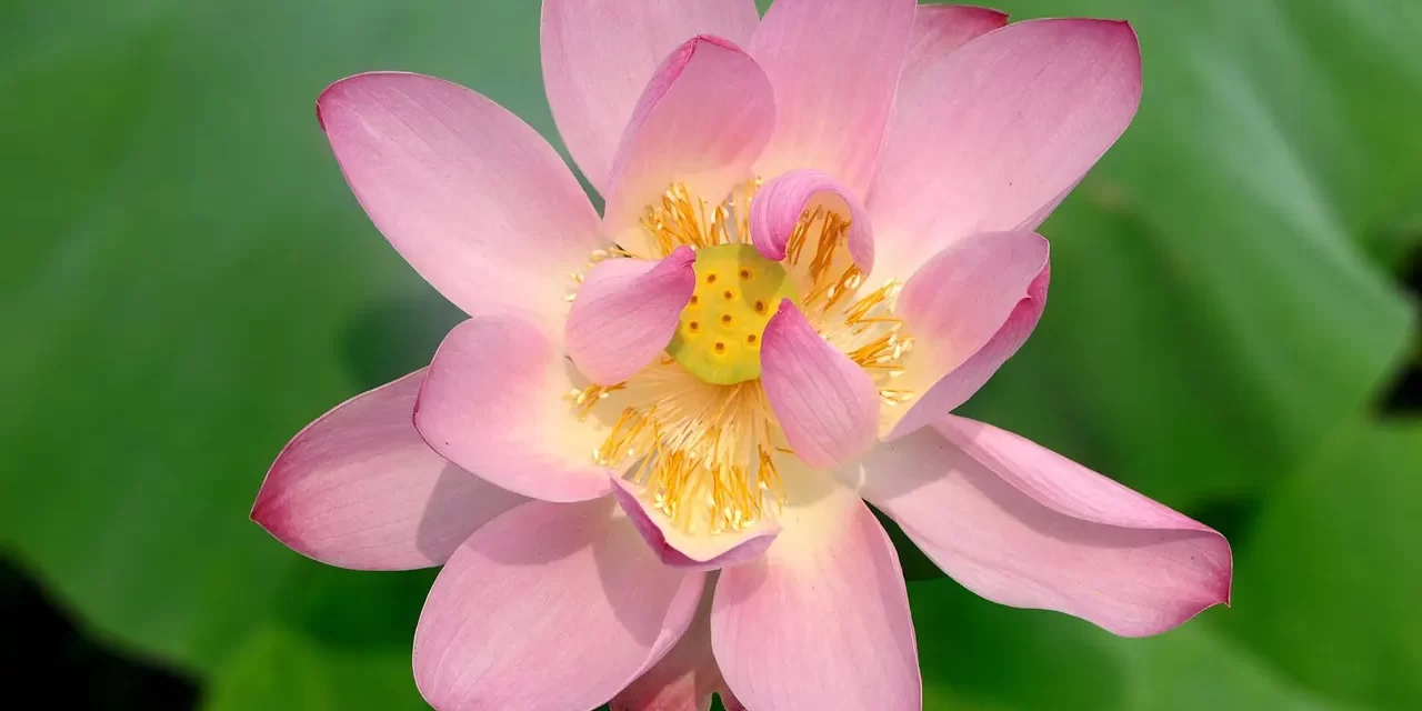 🌟 He Who Has Become a Proper Person Will Teach and Live Properly | Master Woo Myung | Santa Clara Meditation