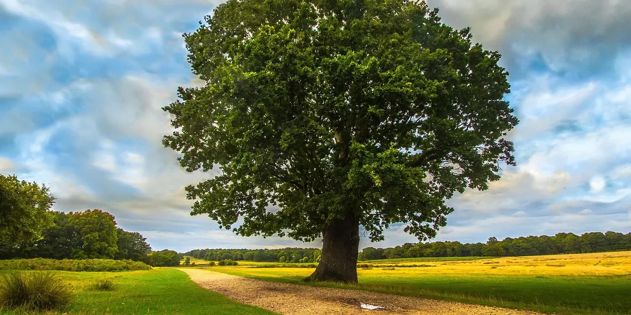 🌿 The True Meaning of Being Extraordinary | Master Woo Myung | Santa Clara Meditation