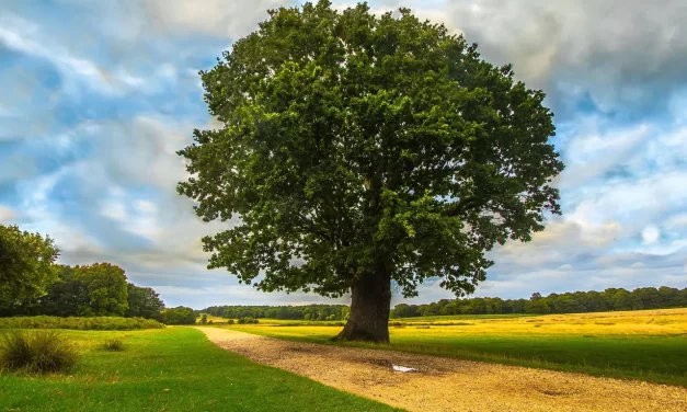 🌿 The True Meaning of Being Extraordinary | Master Woo Myung | Santa Clara Meditation