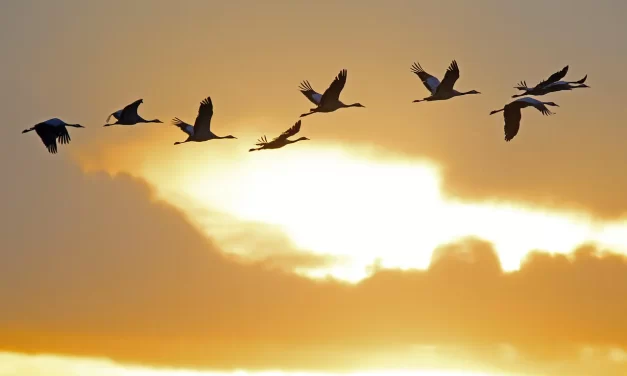 🕊️ Faith in the Mind and Confession by the Mouth: Righteousness and Salvation | Master Woo Myung | Santa Clara Meditation