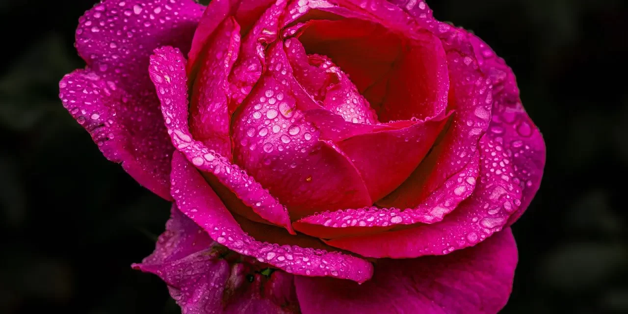 🌞 Why Are Prophecies About Human Life Wrong? | Master Woo Myung | Santa Clara Meditation