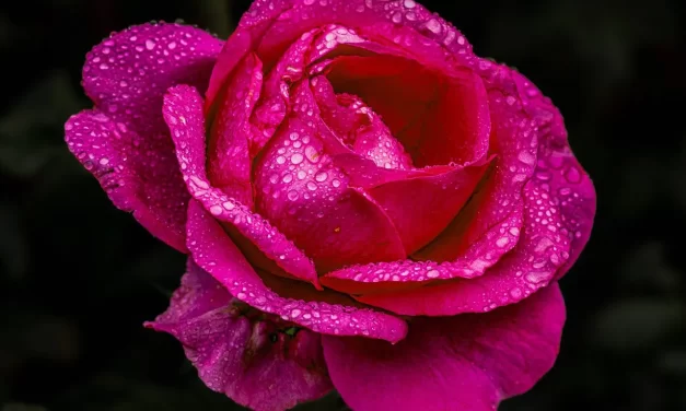 🌞 Why Are Prophecies About Human Life Wrong? | Master Woo Myung | Santa Clara Meditation