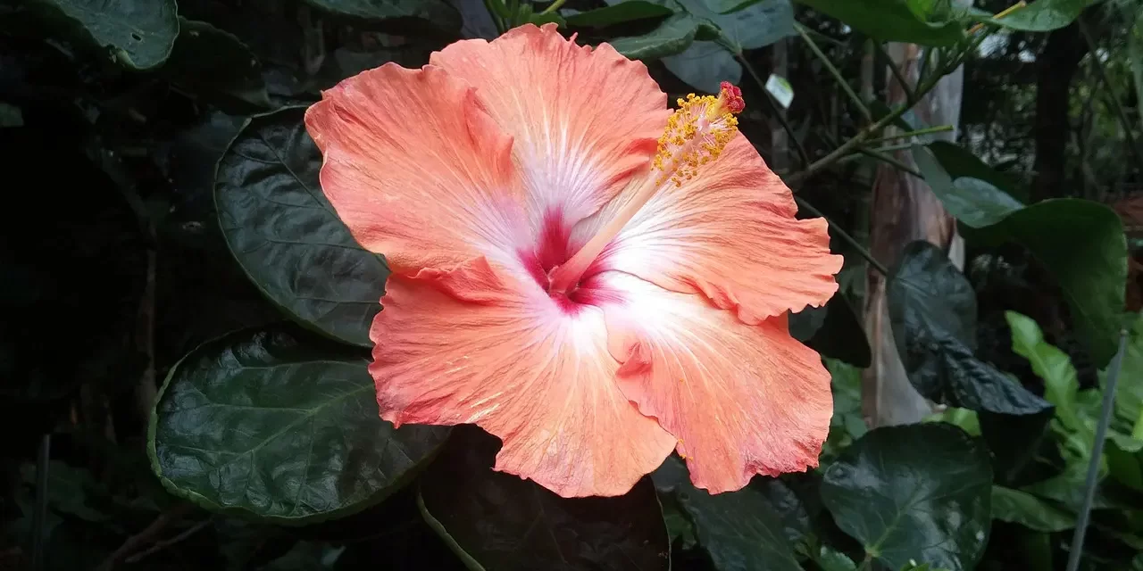 🌤️ The Age of Man I: Heaven Within the Mind | Master Woo Myung | Santa Clara Meditation