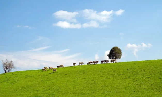 🌊 How Can We Live Without the Individual Mind?: Original Mind, Ego, and Living in the Flow of Truth | Master Woo Myung | Santa Clara Meditation