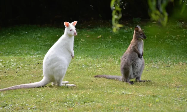 ❄️ Cryogenic Freezing and Eternal Life: Is It Against Nature’s Flow? | Master Woo Myung | Santa Clara Meditation