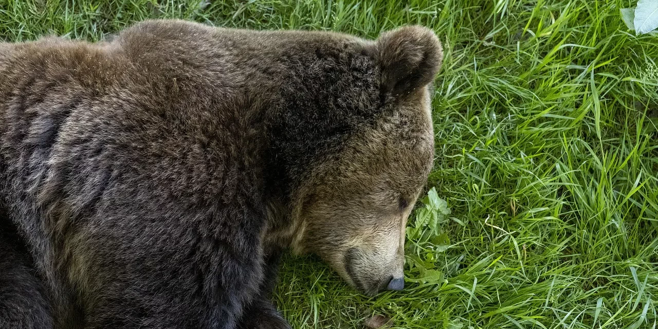 🌿 Discrimination I: The Sage Who Lives Beyond Duality | Master Woo Myung | Santa Clara Meditation