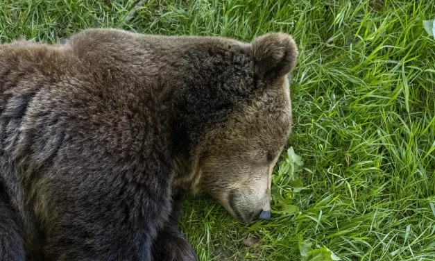 🌿 Discrimination I: The Sage Who Lives Beyond Duality | Master Woo Myung | Santa Clara Meditation