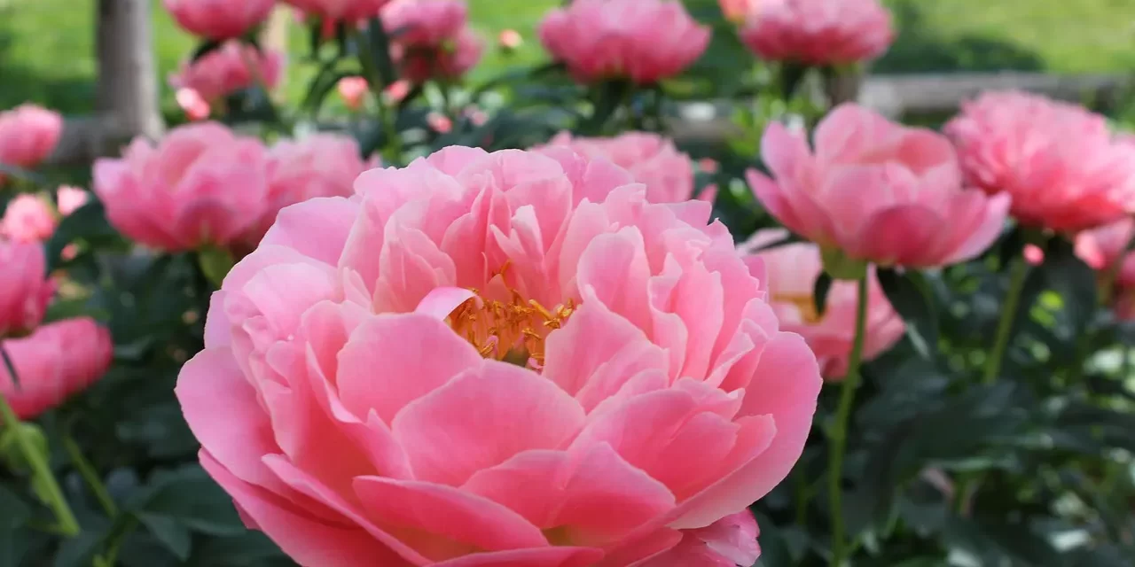 🔎 Cults and That Which Are Real and Fake: Truth Human Completion False Religion Discernment | Master Woo Myung | Santa Clara Meditation