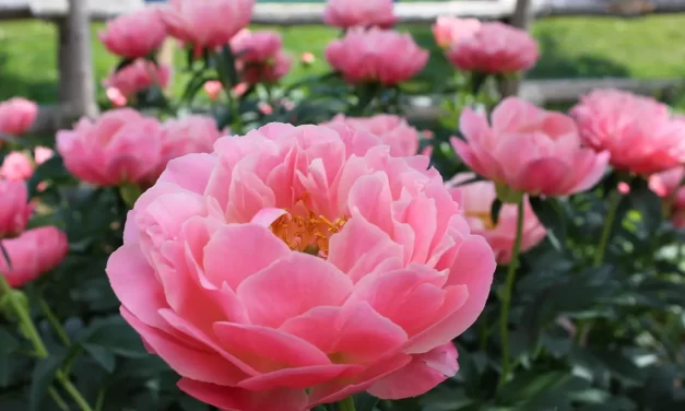 🔎 Cults and That Which Are Real and Fake: Truth Human Completion False Religion Discernment | Master Woo Myung | Santa Clara Meditation