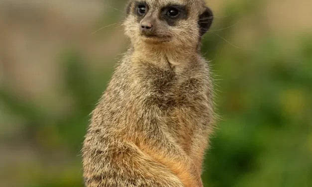 🌙 What Causes Loneliness and How to Overcome It | Master Woo Myung | Santa Clara Meditation