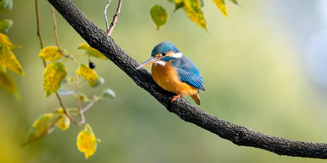 🌍 One Can Only Live When Born in the World That Exists: Mind World and Truth | Master Woo Myung | Santa Clara Meditation