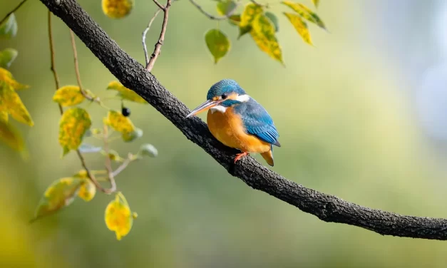 🌍 One Can Only Live When Born in the World That Exists: Mind World and Truth | Master Woo Myung | Santa Clara Meditation