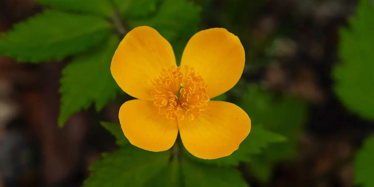 🌟 Saint: The One Who Teaches the Righteous Truth | Master Woo Myung | Santa Clara Meditation