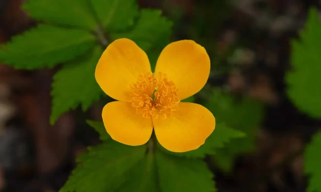 🌟 Saint: The One Who Teaches the Righteous Truth | Master Woo Myung | Santa Clara Meditation