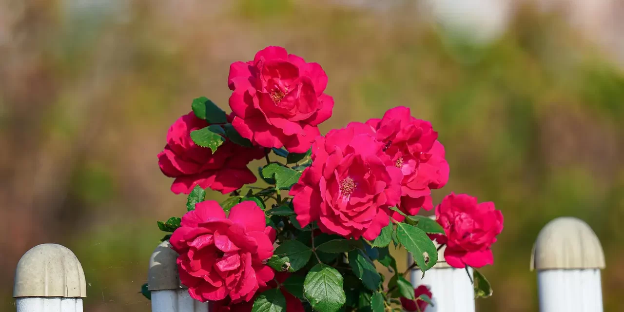 🌼 Me: Simply Living as It Is | Master Woo Myung | Santa Clara Meditation