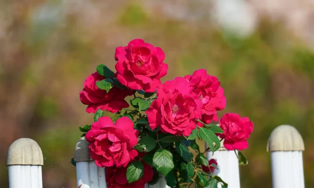 🌼 Me: Simply Living as It Is | Master Woo Myung | Santa Clara Meditation