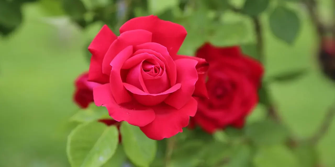 🌈 The Blessings Man Seeks: True Blessings in the Land of Truth and the Mind One Harbors | Master Woo Myung | Santa Clara Meditation