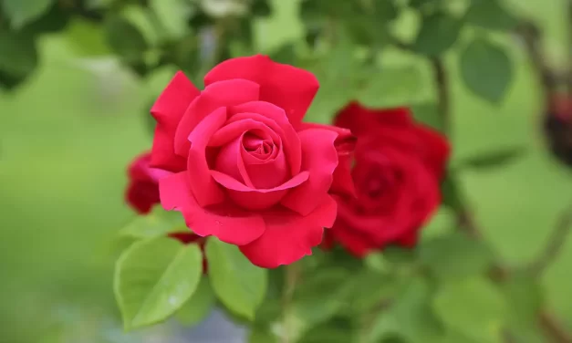 🌈 The Blessings Man Seeks: True Blessings in the Land of Truth and the Mind One Harbors | Master Woo Myung | Santa Clara Meditation