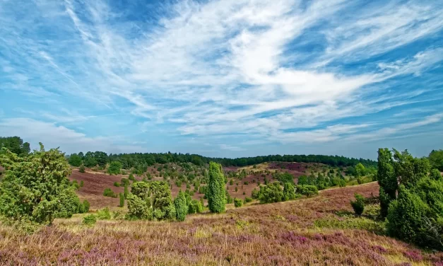 🔥 Abandon: Let Go of Attachments and Reach Enlightenment | Master Woo Myung | Santa Clara Meditation