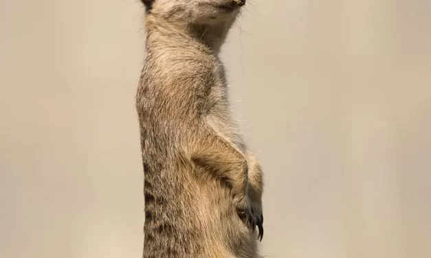 🌌 The Mind Born in the True World: Heaven Land of Bliss and Paradise | Master Woo Myung | Santa Clara Meditation