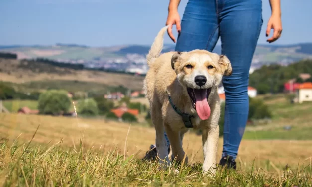 😊 Where to Seek True Joy and Happiness | Master Woo Myung | Santa Clara Meditation