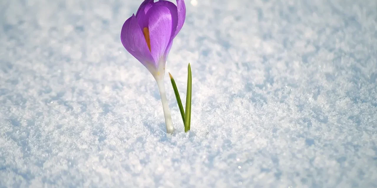 🔆 Is Brain Death True Death? Medical Criteria and Consciousness Explained | Master Woo Myung | Santa Clara Meditation