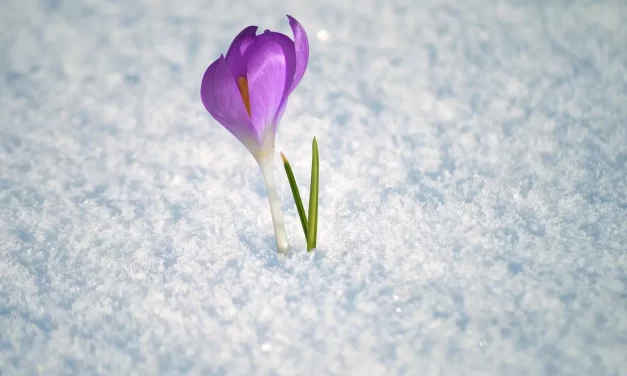 🔆 Is Brain Death True Death? Medical Criteria and Consciousness Explained | Master Woo Myung | Santa Clara Meditation