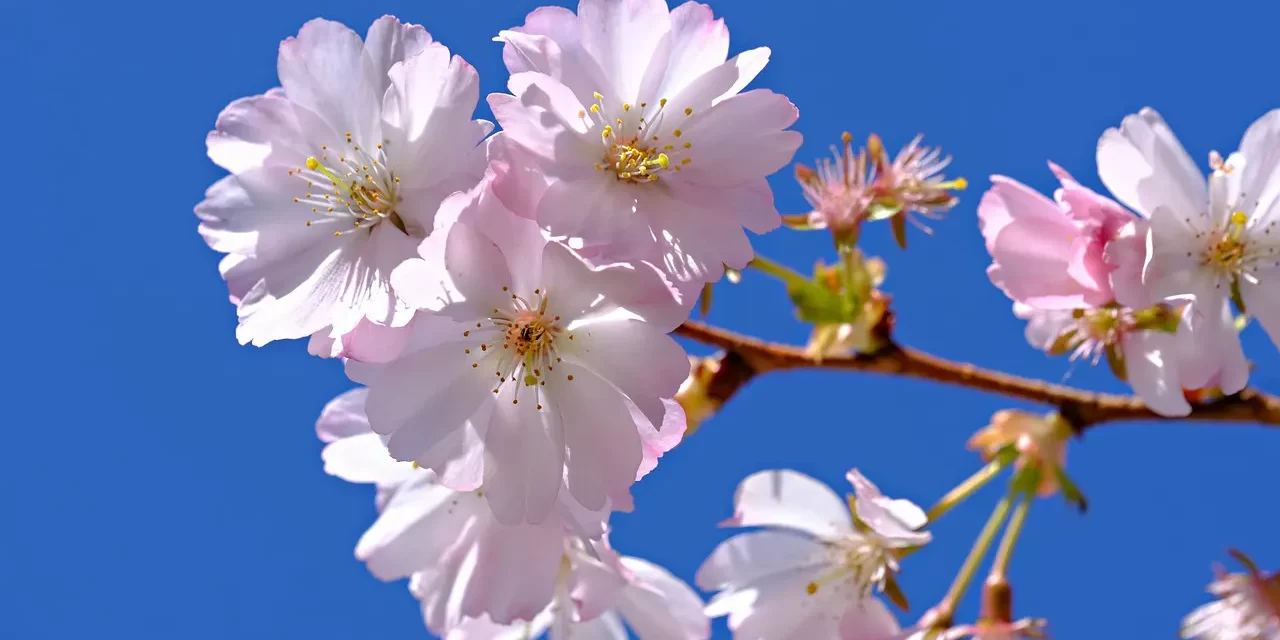 🌿 Remain in Truth, Remain in Me: Abiding in God Repentance Eternal Life Heaven | Master Woo Myung | Santa Clara Meditation