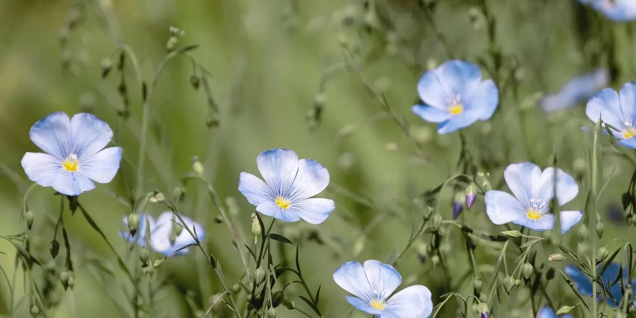 🧘‍♂️ To Cleanse and Empty Our Minds: Letting Go of the False Self | Master Woo Myung | Santa Clara Meditation