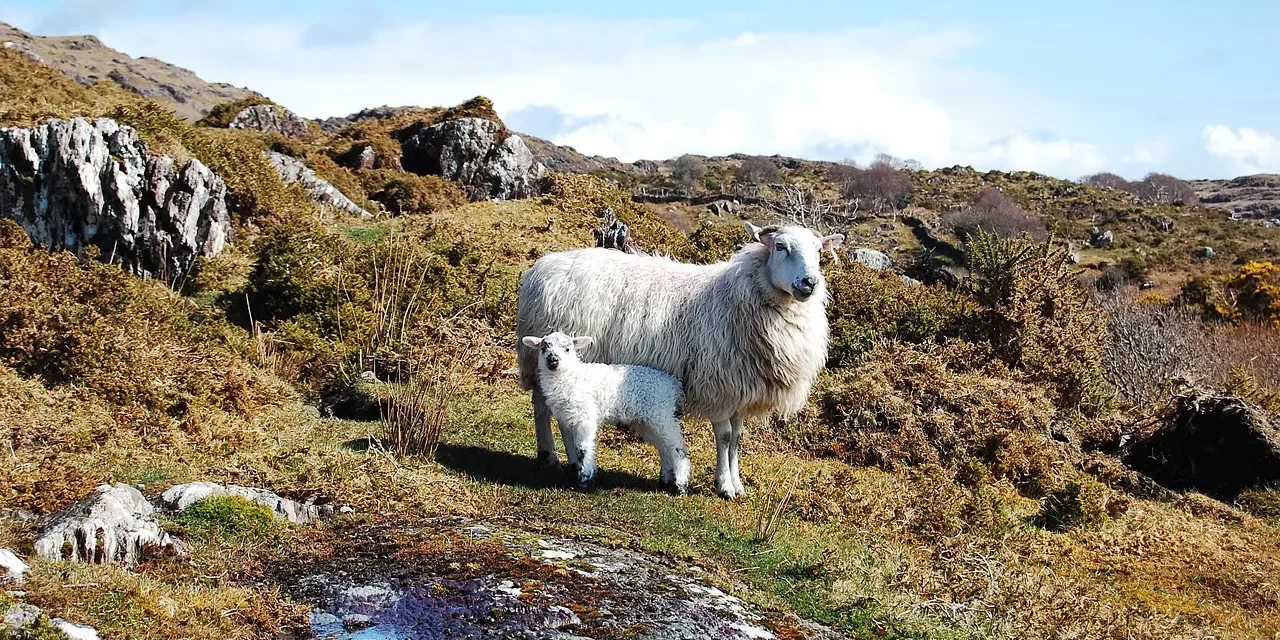 🌈 A Life Lived by Truth: Human Completion Self Discarding Real Mind Rebirth | Master Woo Myung | Santa Clara Meditation