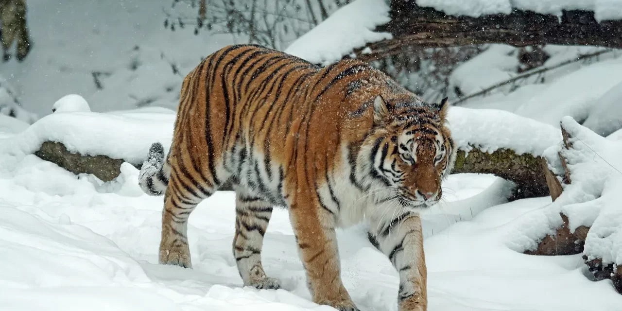 ✨ What Does “No One Can Be Born in Heaven Unless One Believes in Jesus” Mean? | Master Woo Myung | Santa Clara Meditation