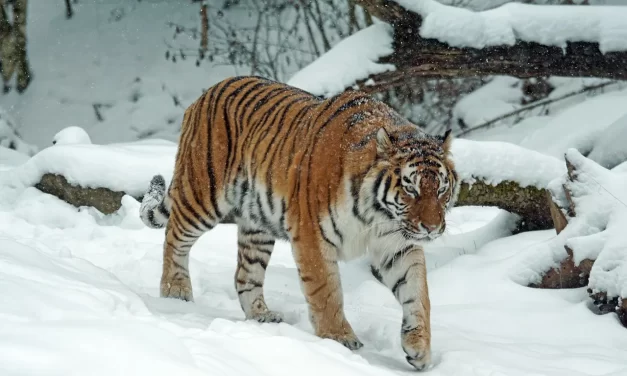 ✨ What Does “No One Can Be Born in Heaven Unless One Believes in Jesus” Mean? | Master Woo Myung | Santa Clara Meditation