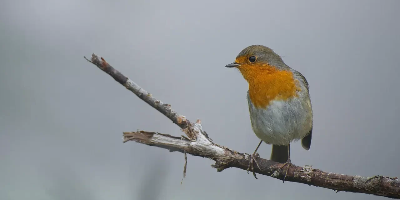 🌌 God Is Everything: The Mind of the Universe | Master Woo Myung | Santa Clara Meditation