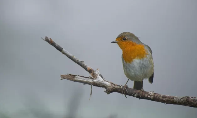 🌌 God Is Everything: The Mind of the Universe | Master Woo Myung | Santa Clara Meditation