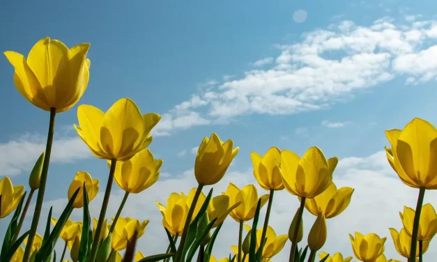 🌱 How Should We Educate Our Children?: Eliminate the Self and Teach Sacrifice for True Success | Master Woo Myung | Santa Clara Meditation