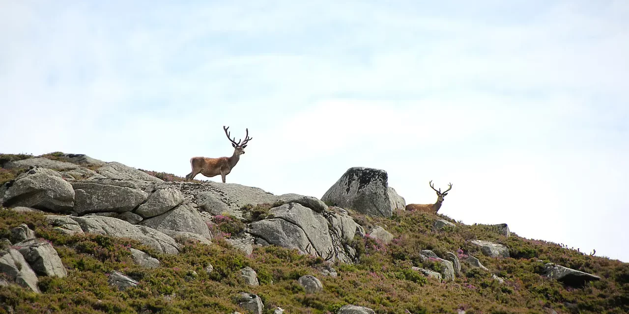 🌈 Ordinary Dreams vs Taemongs: Meaning Signs and the True Self | Master Woo Myung | Santa Clara Meditation