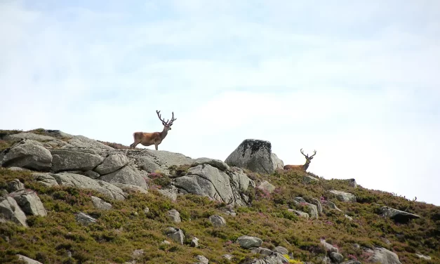 🌈 Ordinary Dreams vs Taemongs: Meaning Signs and the True Self | Master Woo Myung | Santa Clara Meditation