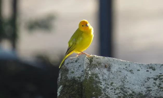 🌿 Completion Is the State of Having the Land of Truth Within and It Lies Beyond Commandments | Master Woo Myung | Santa Clara Meditation