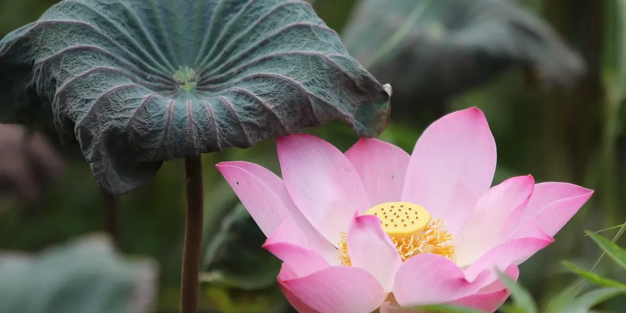 🌿 Those Who Obey God Will Thrive: Nature’s Flow Wisdom Prosperity in the Land of Truth | Master Woo Myung | Santa Clara Meditation