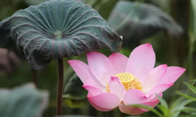 🌿 Those Who Obey God Will Thrive: Nature’s Flow Wisdom Prosperity in the Land of Truth | Master Woo Myung | Santa Clara Meditation