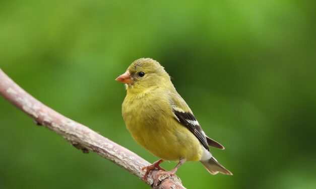 🕊️ The Best Way to Eliminate the False Self | Master Woo Myung | Santa Clara Meditation