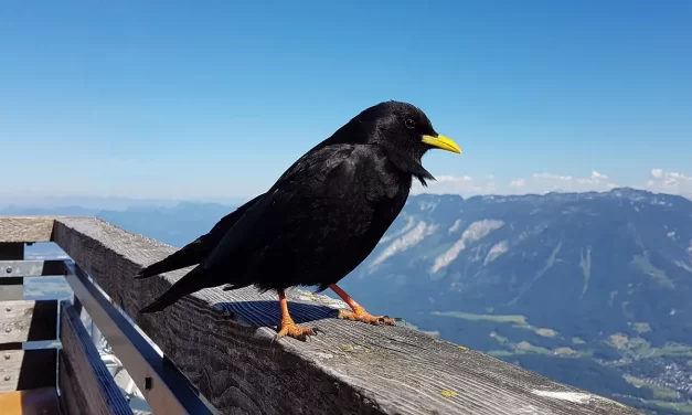 🕊️ The Age of Man II: Human Completion Real Person Mind of Nature Eternal Truth | Master Woo Myung | Santa Clara Meditation