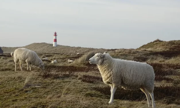 🌿 Completion: Simply Existing as Enlightened Truth | Master Woo Myung | Santa Clara Meditation