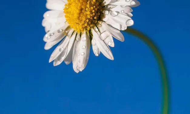 📖 The Word Became Flesh: Holy Father Holy Ghost Truth Incarnation Explained | Master Woo Myung | Santa Clara Meditation