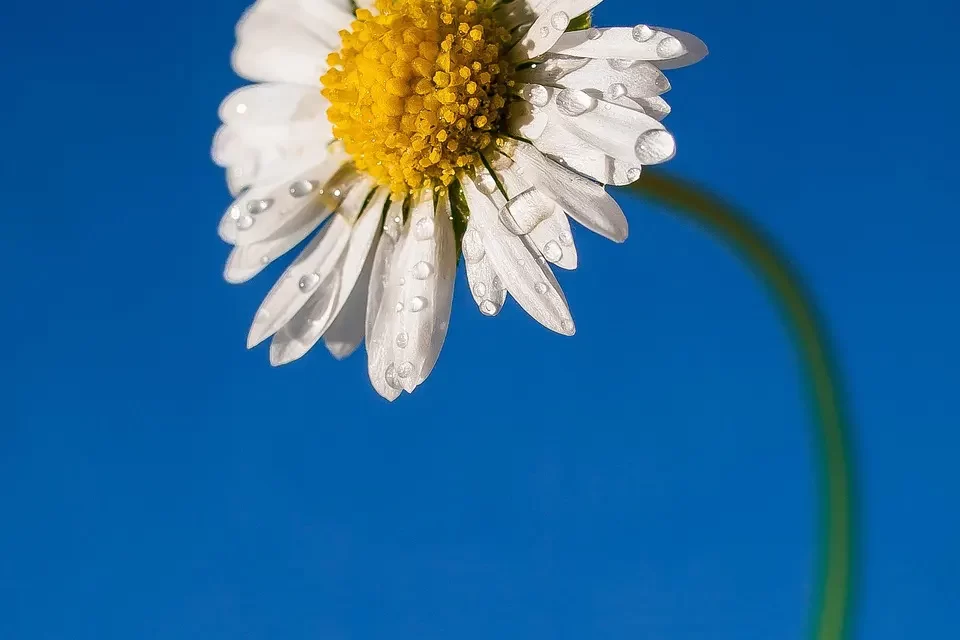 📖 The Word Became Flesh: Holy Father Holy Ghost Truth Incarnation Explained | Master Woo Myung | Santa Clara Meditation