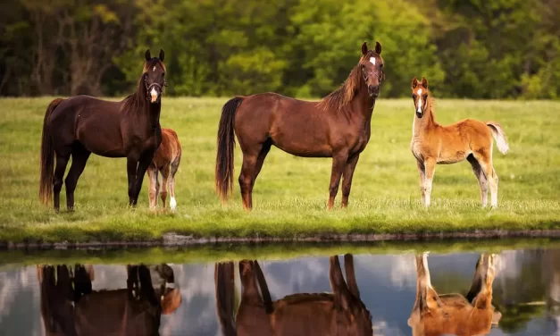 🧘‍♂️ You Must Meditate Until You Are Eliminated to Become Complete | Master Woo Myung | Santa Clara Meditation