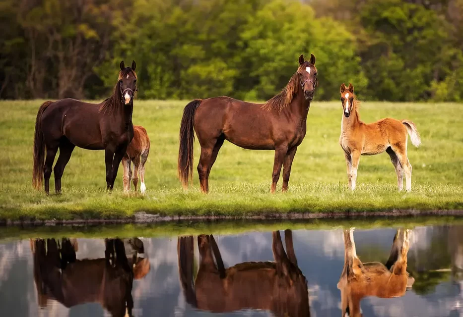 🧘‍♂️ You Must Meditate Until You Are Eliminated to Become Complete | Master Woo Myung | Santa Clara Meditation