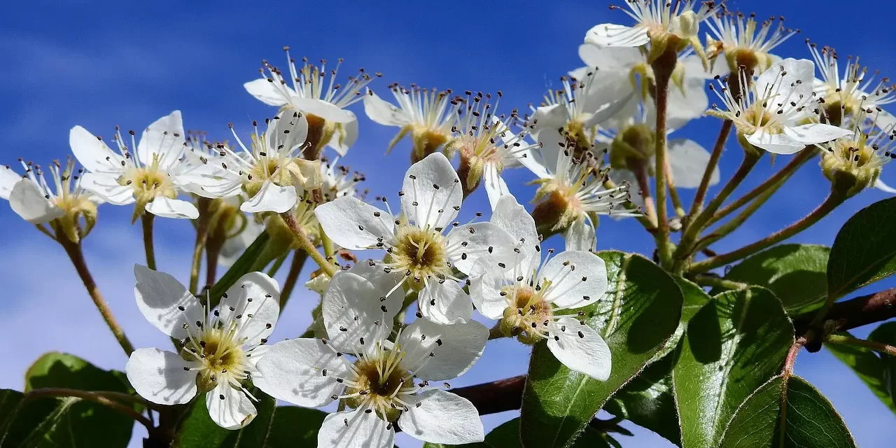 🗣️ WORDS THAT ARE OF USE LIVING WORDS AND TRUTH EXPLAINED | Master Woo Myung | Santa Clara Meditation