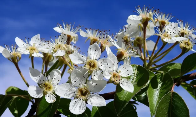 🗣️ WORDS THAT ARE OF USE LIVING WORDS AND TRUTH EXPLAINED | Master Woo Myung | Santa Clara Meditation